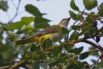Young cock of the Eurasian Golden Oriole (Oriolus oriolus) foraging in a tree of the black Black mulberry (Morus nigra)