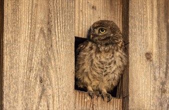 Little owl (Athene noctua)