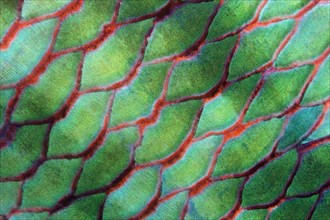 Scales of Parrotfish (Scaridae)