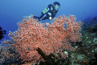 Diver looking at and illuminating orange sea fan (Acanthogorgia)