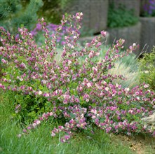 Rose broom (Cytisus purpureus)