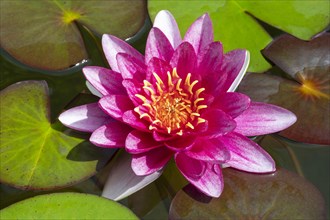 Pink Water lily (Nymphaea)