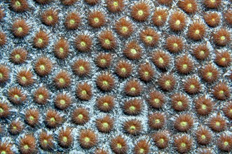 Close-up of polyps of great star coral (Montastrea cavernosa)