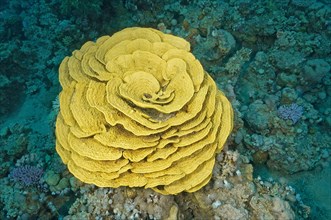 Pagoda coral (Turbinaria mesenterina)