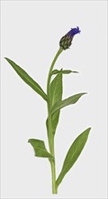 Perennial cornflower (Cyanus montanus)