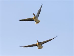 Greylag geese (Anser anser) flying overhead
