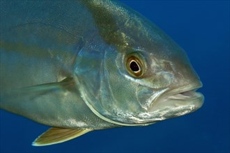 Allied kingfish (Seriola dumerili)