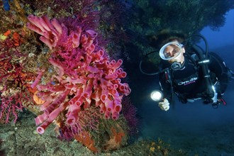 Diver looking at and illuminating Mediterranean cylindrical sponge (Haliclona mediterranea)