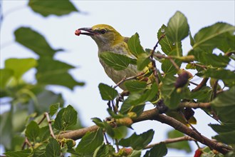 Young cock of the Eurasian Golden Oriole (Oriolus oriolus) foraging in a tree of the black Black mulberry (Morus nigra)