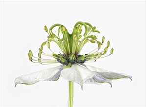 Love in a mist (Nigella damascena)