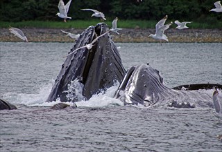 A group of humpback whales hunting
