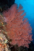 Knotted sea fan (Acabaria)
