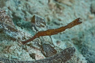 Seagrass Ghost Pipefish