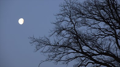 Full moon with branches of an old oak