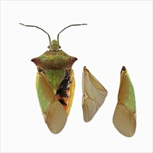 Hawthorn shield bug (Acanthosoma haemorrhoidale)
