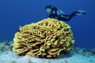 Yellow scroll coral (Turbinaria reniformis)