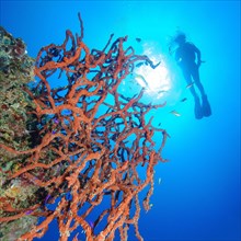 Toxic Finger Sponge (Negombata Magnifica) on steep coral reef