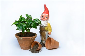 Garden gnome and clay pot with plant
