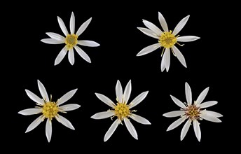 White wood aster (Eurybia divaricata)