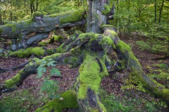 Dead beech in the primeval forest Sababurg