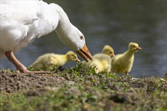 White domestic goose with chicks