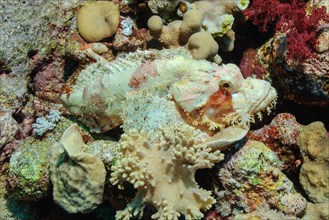 Bearded scorpionfish (Scorpaena barbatus) camouflages brightly in colour from coral reef