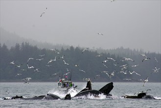 A group of humpback whales in front of a small boat