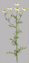 German chamomile (Matricaria chamomilla)