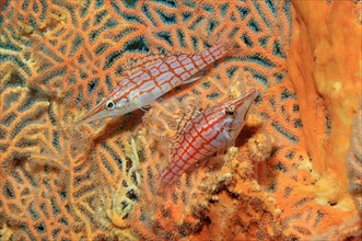 Pair of Long-billed Longnose hawkfish (Oxycirrhites typus) sitting in Hickson's Giant Fan Coral (Subergorgia hicksoni-mollis)