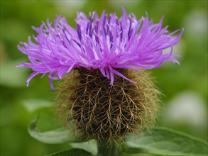 Flower of the perennial cornflower (Centaurea montana)