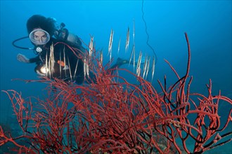 Diver looking at Coral Shrimpfish (Aeoliscus strigatus) in colourful red rope sponge