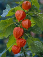Bladder cherry (Physalis alkekengi)