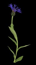 Perennial cornflower (Cyanus montanus)