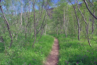 Hiking trail leads through small grove of low birch trees
