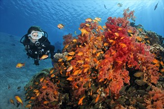 Diver looking at large colony of Klunzinger's Soft Coral (Dendronephthya klunzingeri) with shoal of Red Sea Red Sea Basslet (Pseudanthias taeniatus)