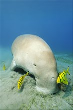Dugong (Dugong dugon) grazing on seagrass meadow followed by Golden Trevally (Gnathanodon speciosus)