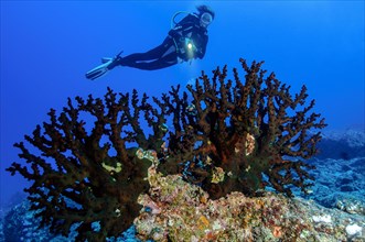 Diver looking at black Black Sun Coral (Tubastraea micranthus)