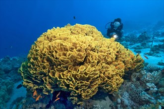 Diver looking at large Pagoda coral (Turbinaria mesenterina)