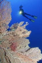Diver looking at and illuminating large Giant Sea Fan (Annella mollis) on steep wall of coral reef