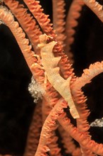 Longhorn shrimp (Miropandalus hardingi) on sea whip (Junceella fragilis)