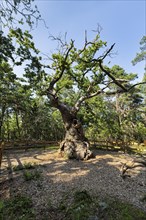 Old overgrown oak Trolleken in the Enchanted Forest