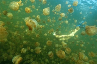 Young woman snorkelling without top through large number of non-nettling Golden Jellyfish (Mastigias) in Jellyfish Sea Ongeim'l Tketau of Palau