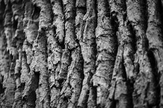 Bark of a oak