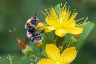 Large earth bumblebee (Bombus terrestris) on flower of St John's wort (Hypericum)