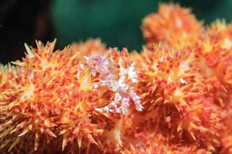 Dendronephtya Crab (Hoplophrys oatesii) sitting on soft coral (Alcyonacea)