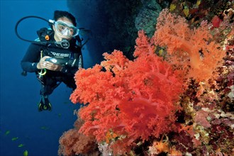 Diver with underwater lamp looking at large red soft coral (Dendronephthya)