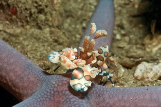 Eastern harlequin shrimp (Hymenocera elegans) eats blue Linckia (Linckia laevigata)