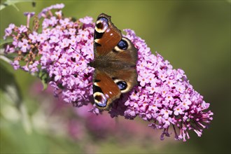European peacock (Aglais io) on summer lilac (Buddleja davidii) or butterfly bush