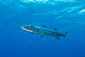 Individual Great barracuda (Sphyraena barracuda)