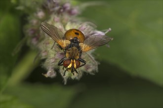 Tachina fly (Gymnosoma rotundatum) on flower of horse mint (Mentha longifolia) Baden-Wuerttemberg